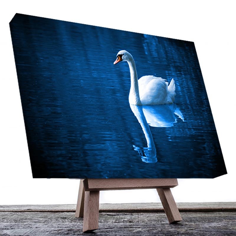 Cuadro Decorativo Hermoso Cisne