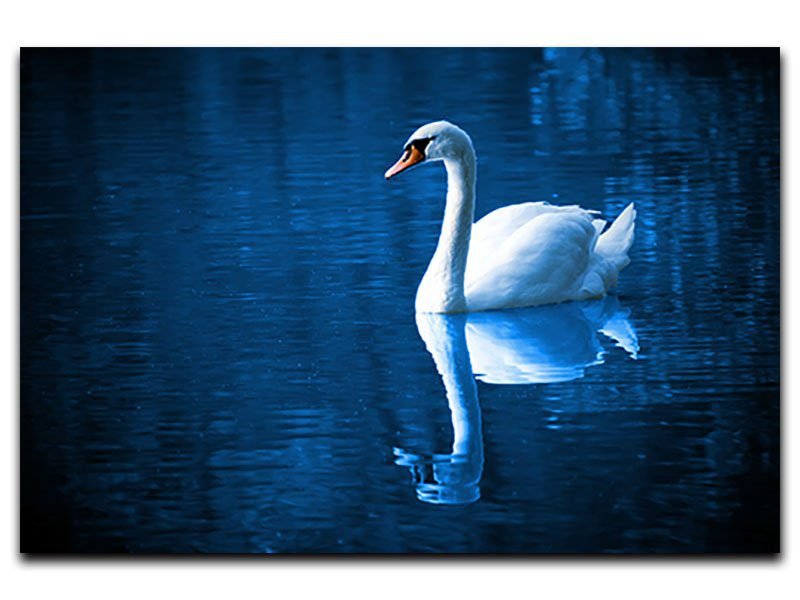 Cuadro Decorativo Hermoso Cisne - Imagen 3