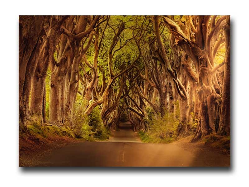 Cuadro Decorativo Camino entre Arboles - Image 4