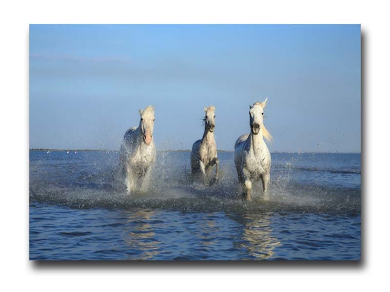 Cuadro Decorativo Caballos Blancos Galopando - Imagen 4