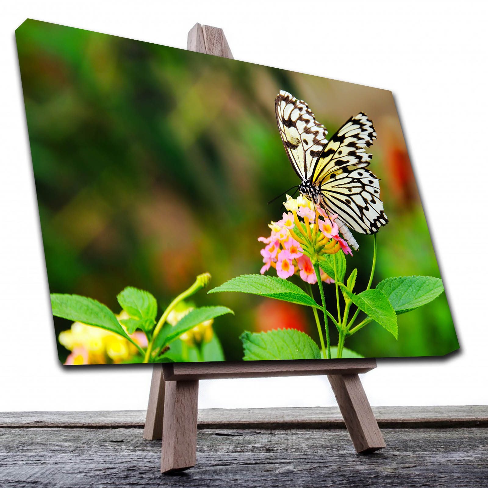 Cuadro Decorativo Canvas Paisaje de Mariposa Monarca Blanca