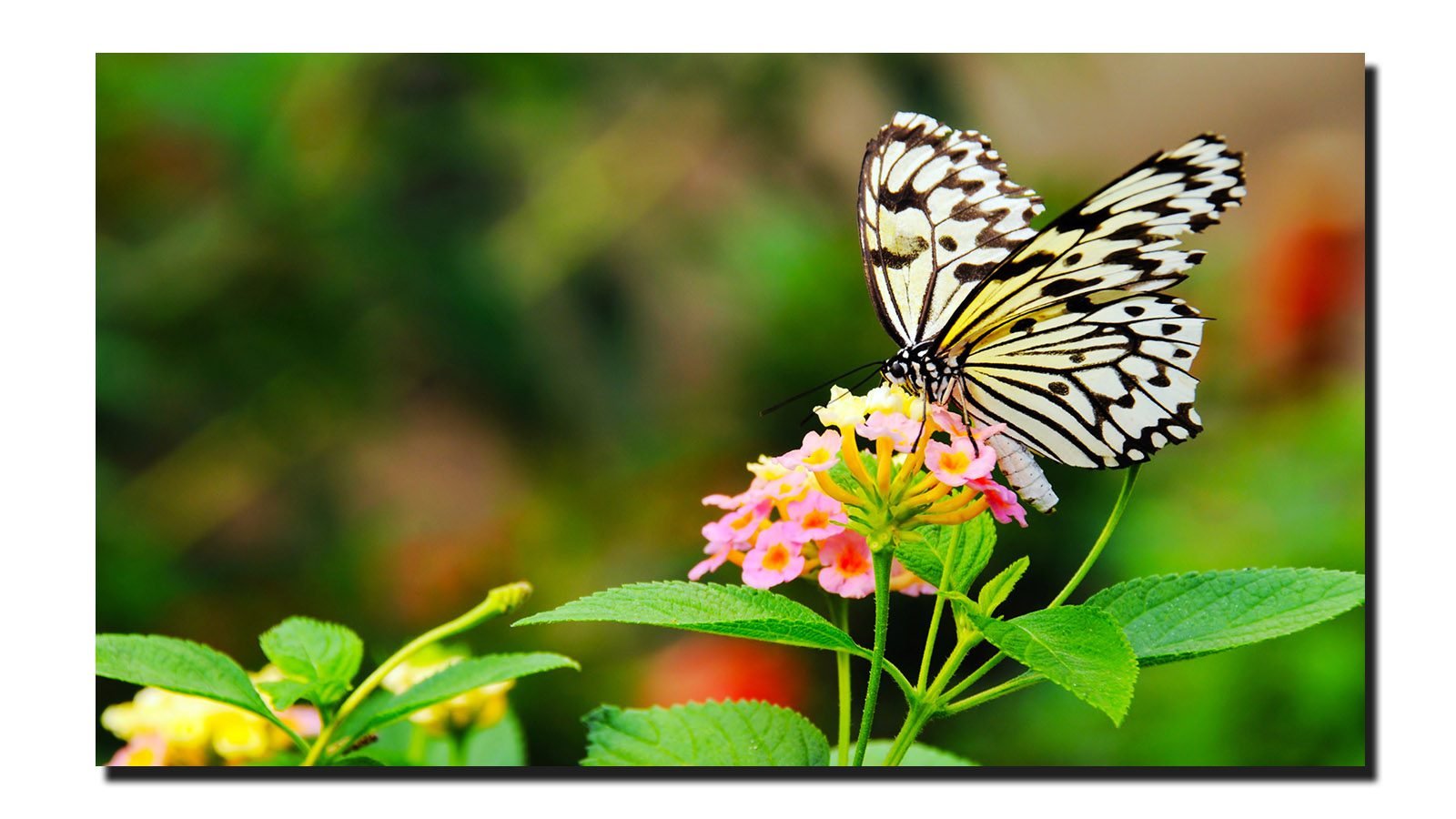 Cuadro Decorativo Canvas Paisaje de Mariposa Monarca Blanca - Image 2