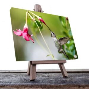 Cuadro Decorativo Canvas Colibrí volando Comiendo en flores rosas
