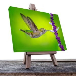 Cuadro Decorativo Canvas Colibrí volando Comiendo flores moradas con fondo verde