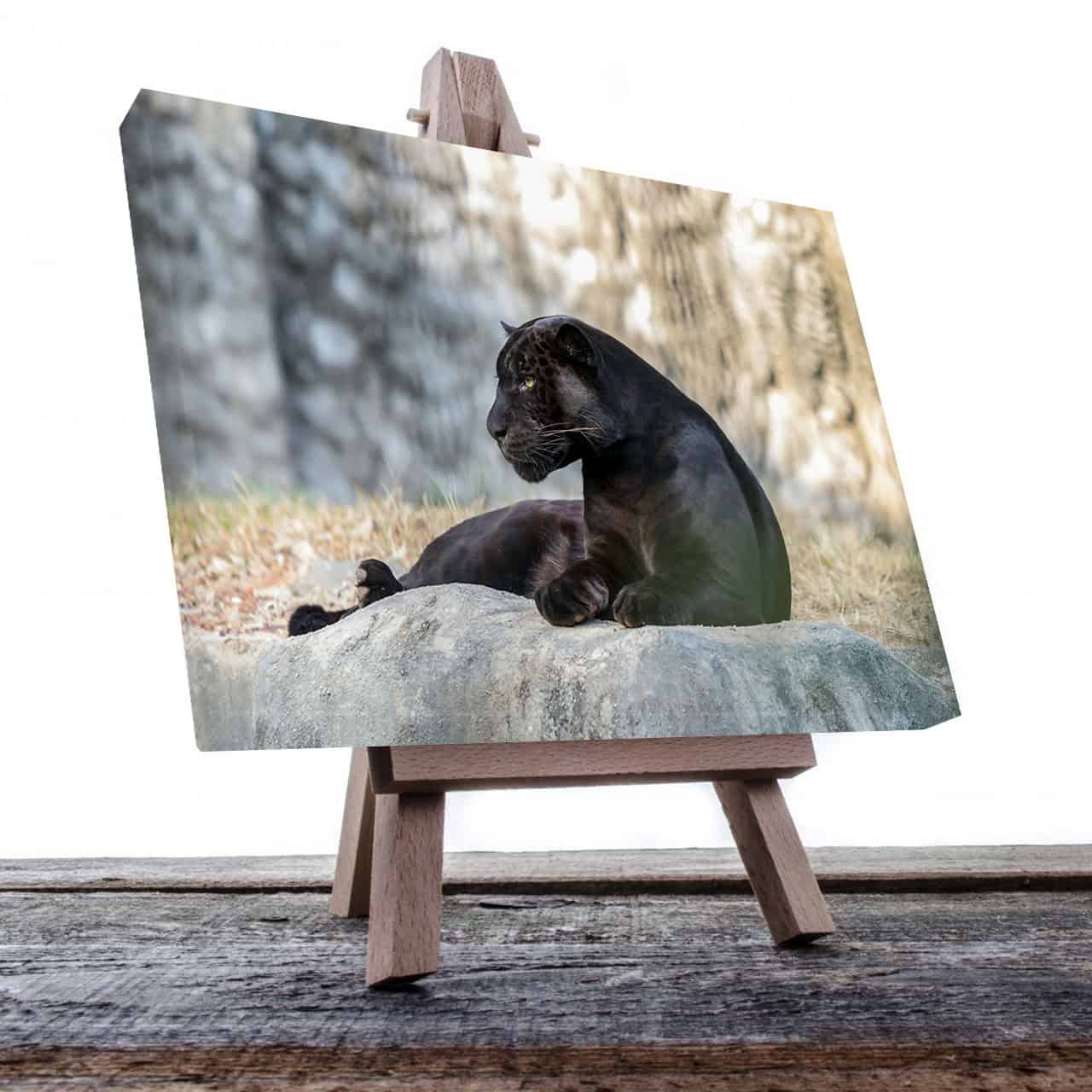 Cuadro Decorativo Canvas Pantera Negra descansando en la montaña