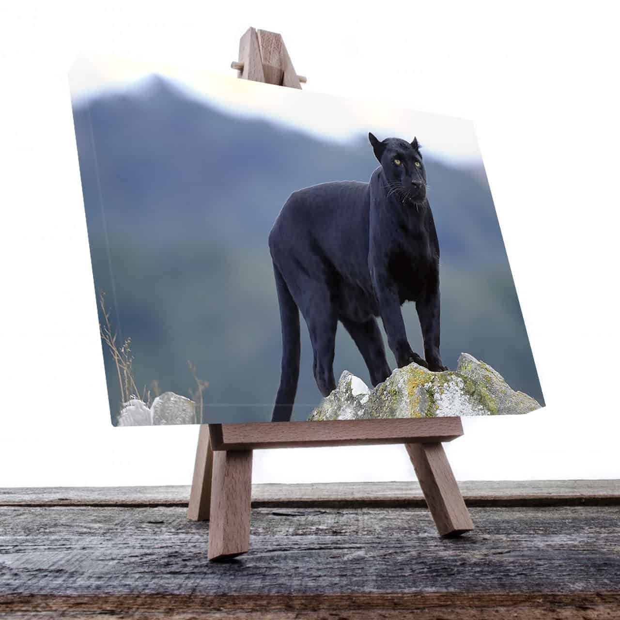 Cuadro Decorativo Canvas Pantera Negra en la cima de la montaña