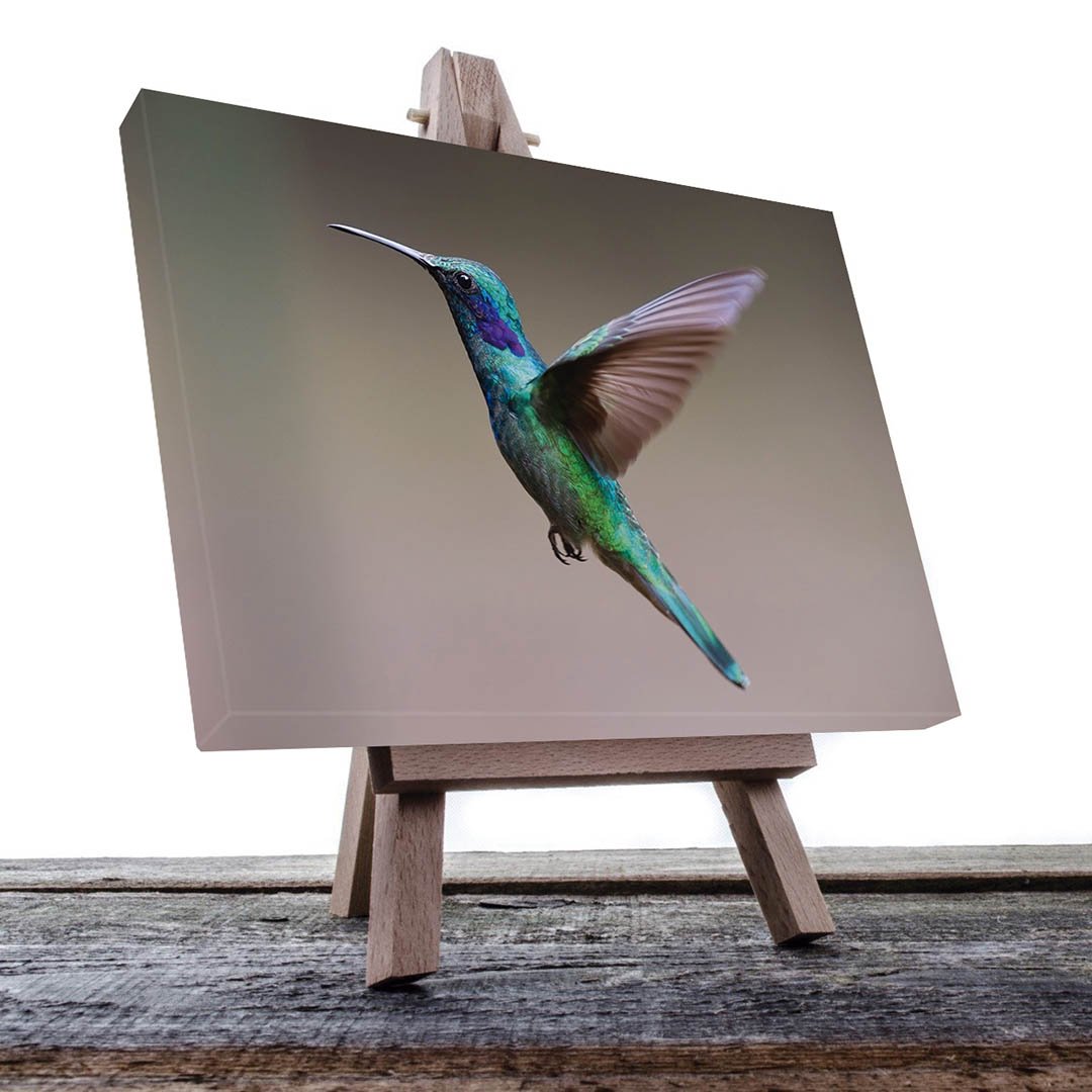 Cuadro decorativo Colibrí azul y verde #29