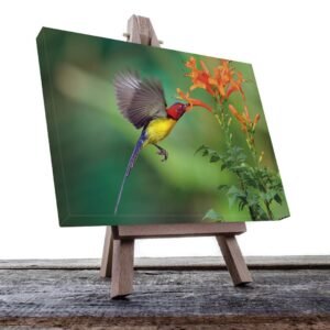 Cuadro decorativo Colibrí amarillo con rojo y flores Naranjas