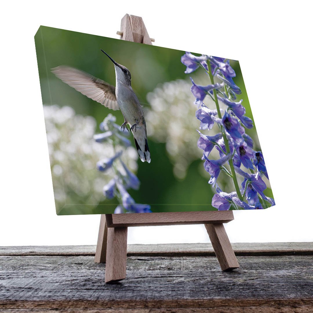 Cuadro decorativo Colibrí con flores moradas