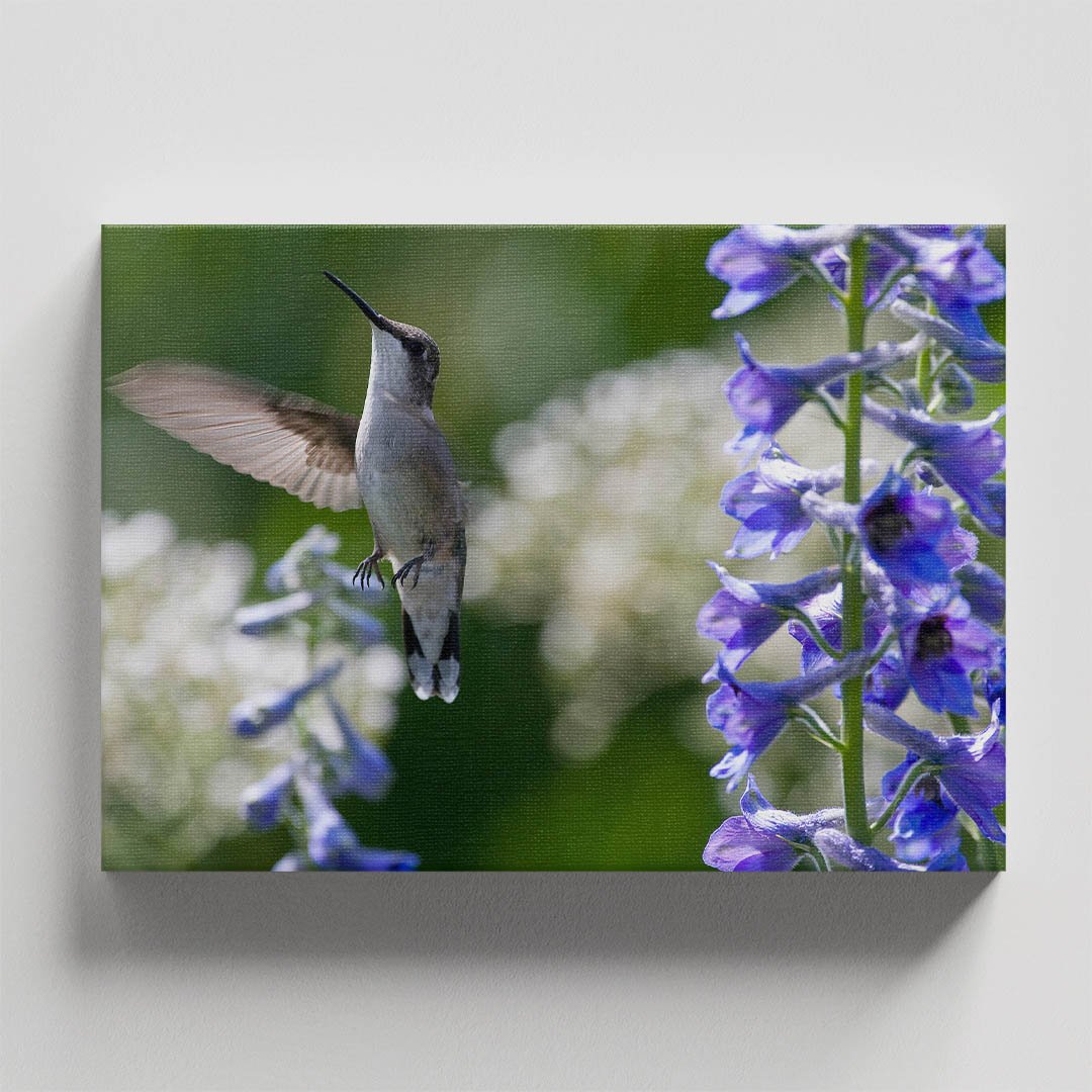 Cuadro decorativo Colibrí con flores moradas - Imagen 4