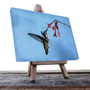 Cuadro decorativo Colibrí comiendo en flor roja fondo azul