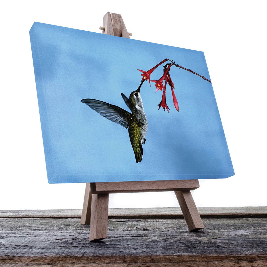 Cuadro decorativo Colibrí comiendo en flor roja fondo azul