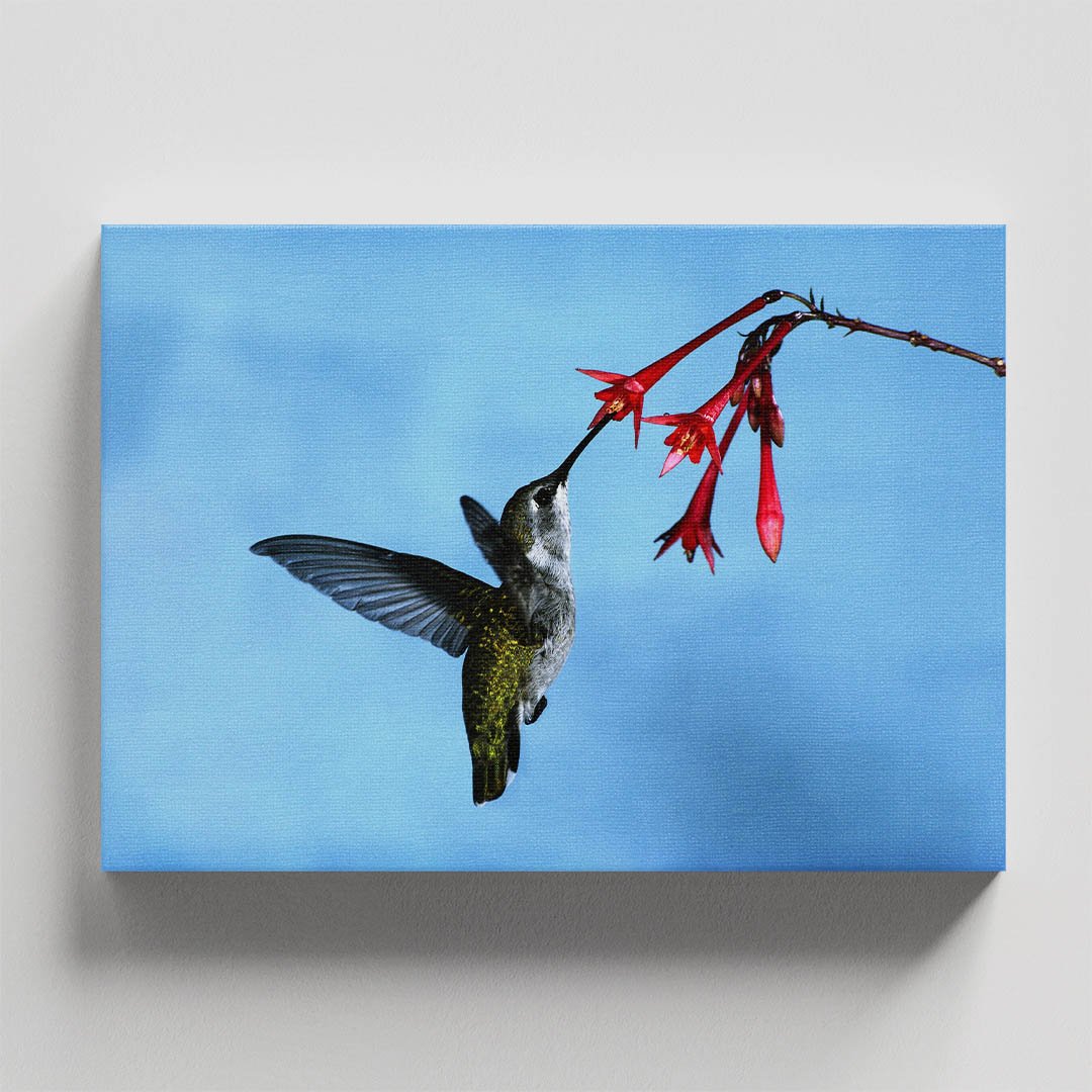 Cuadro decorativo Colibrí comiendo en flor roja fondo azul - Imagen 4