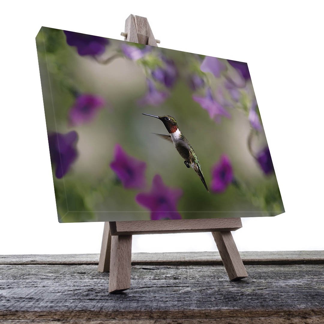 Cuadro decorativo Colibrí con flores moradas #8