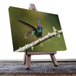 Cuadro decorativo Colibrí verde con morado #11