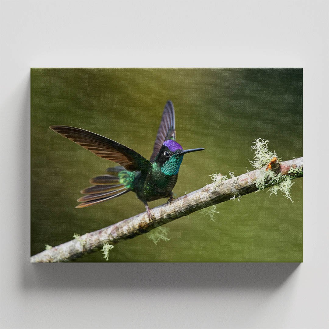 Cuadro decorativo Colibrí verde con morado #11 - Imagen 4