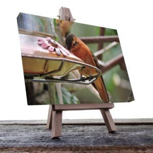 Cuadro decorativo Colibrí naranja comiendo