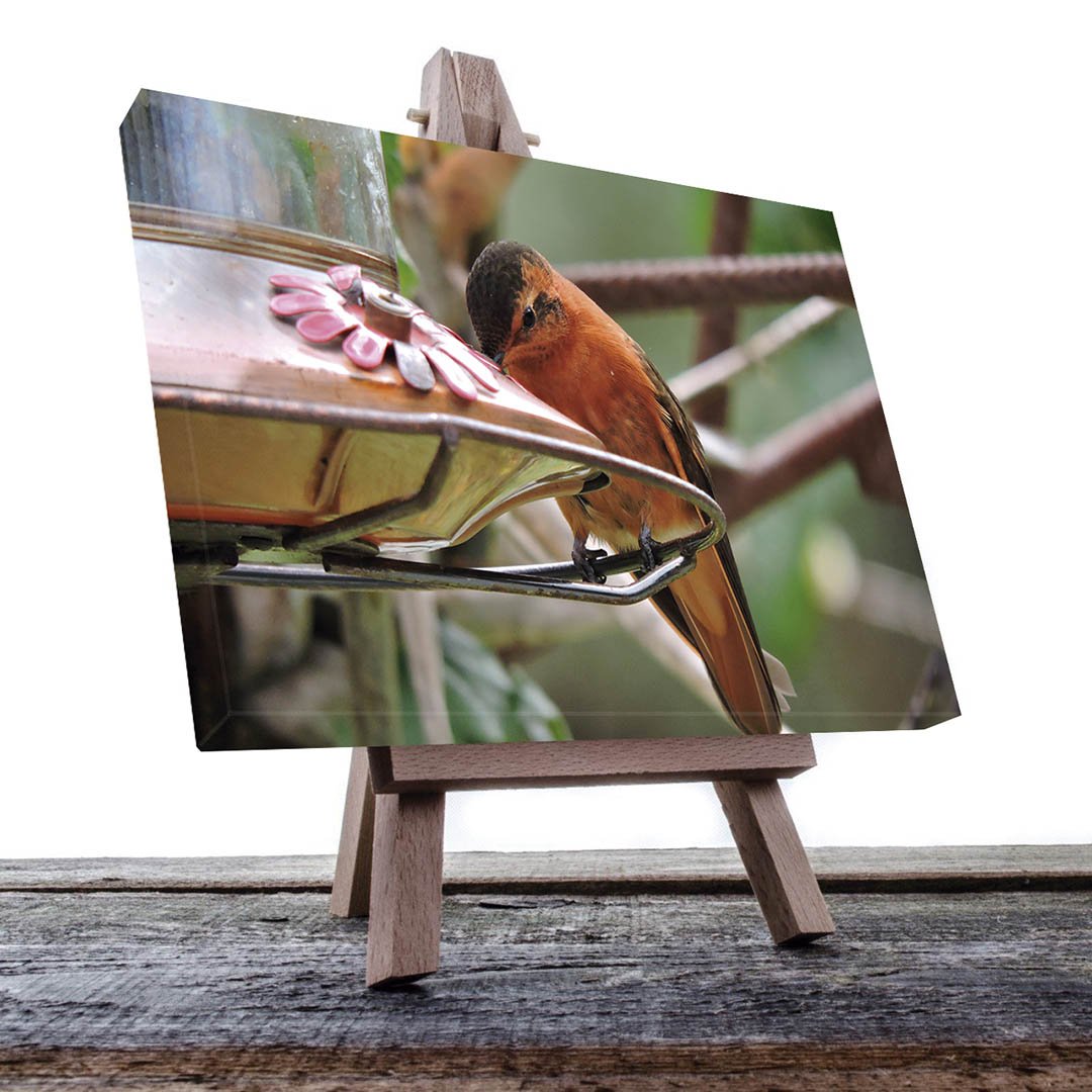 Cuadro decorativo Colibrí naranja comiendo