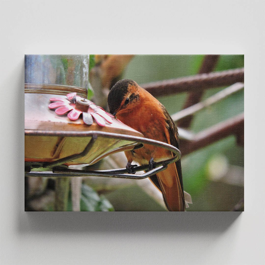 Cuadro decorativo Colibrí naranja comiendo - Imagen 4