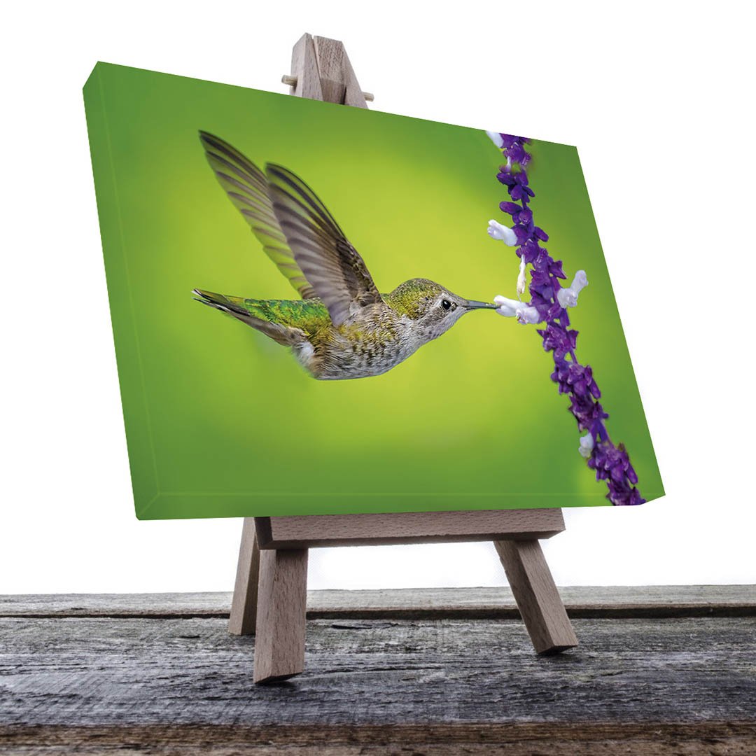 Cuadro decorativo Colibrí con flores moradas #31