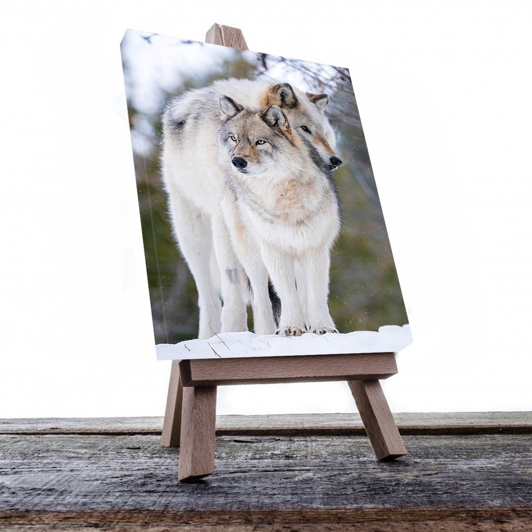 Cuadro Decorativo Lobos Blanco con Gris #10