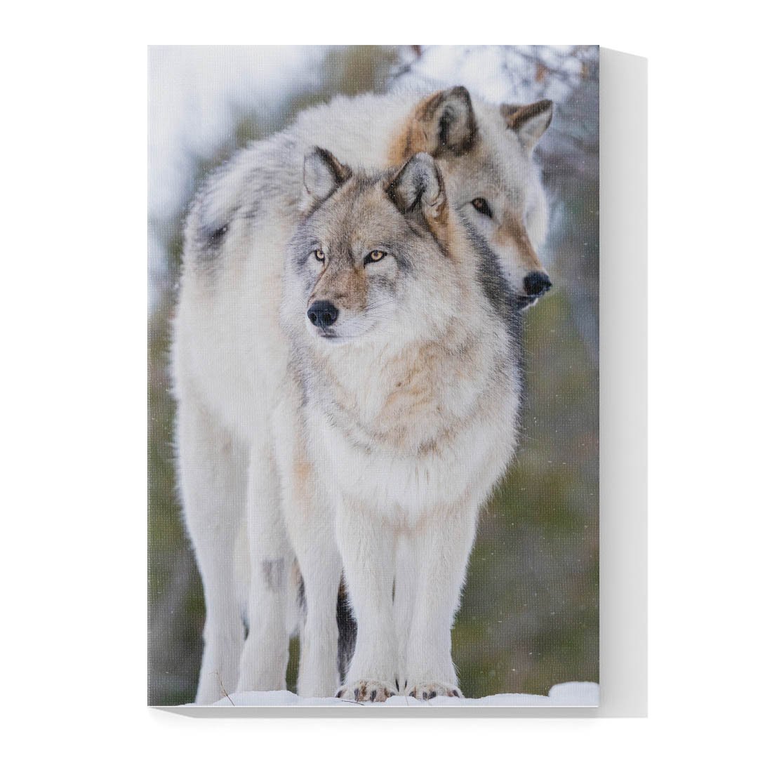 Cuadro Decorativo Lobos Blanco con Gris #10 - Imagen 4