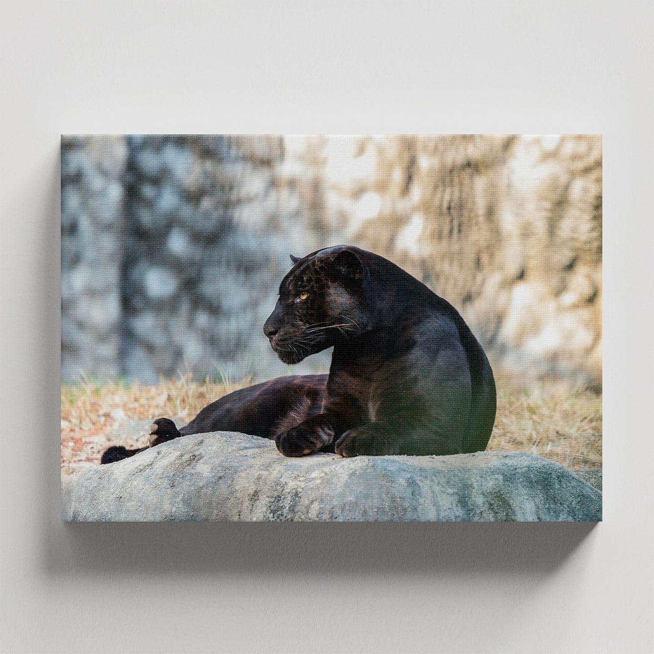 Cuadro Decorativo Canvas Pantera Negra descansando en la montaña - Imagen 4