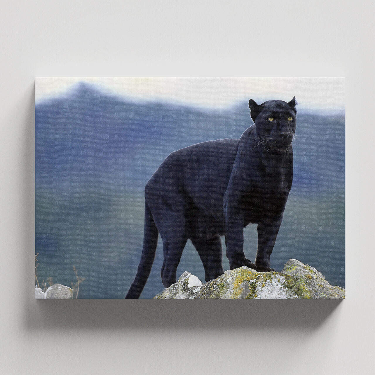 Cuadro Decorativo Canvas Pantera Negra en la cima de la montaña - Imagen 4