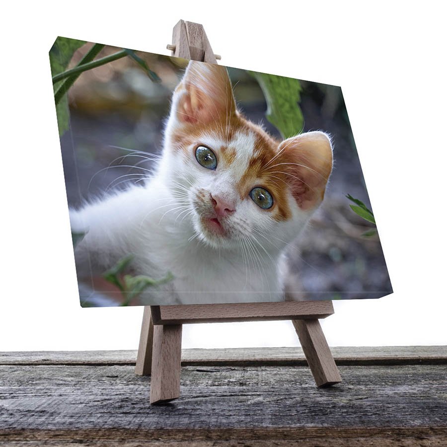 Cuadro Decorativo de Gato Blanco con Café #03