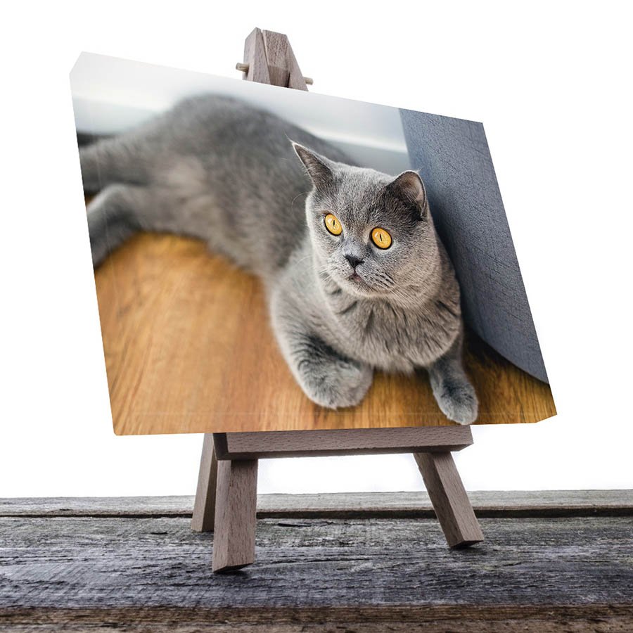 Cuadro Decorativo de Gato Gris #04