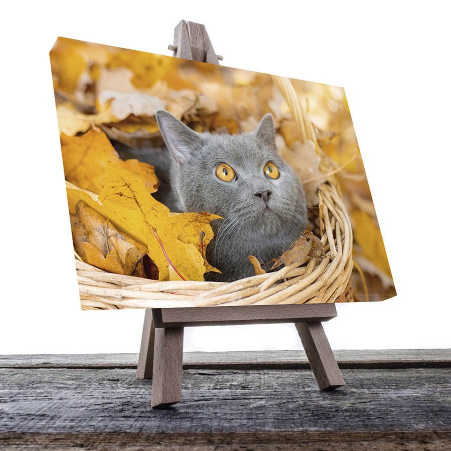 Cuadro Decorativo de Gato Gris #14