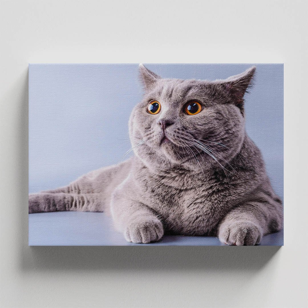 Cuadro Decorativo de Gato Gris #21 - Imagen 4