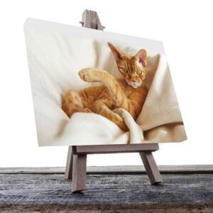 Cuadro Decorativo de Gato Café #23