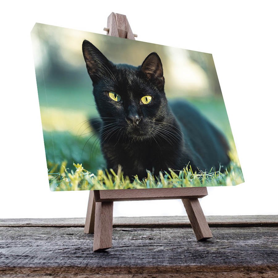 Cuadro Decorativo de Gato Negro #33