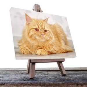 Cuadro Decorativo de Gato Color Miel #35