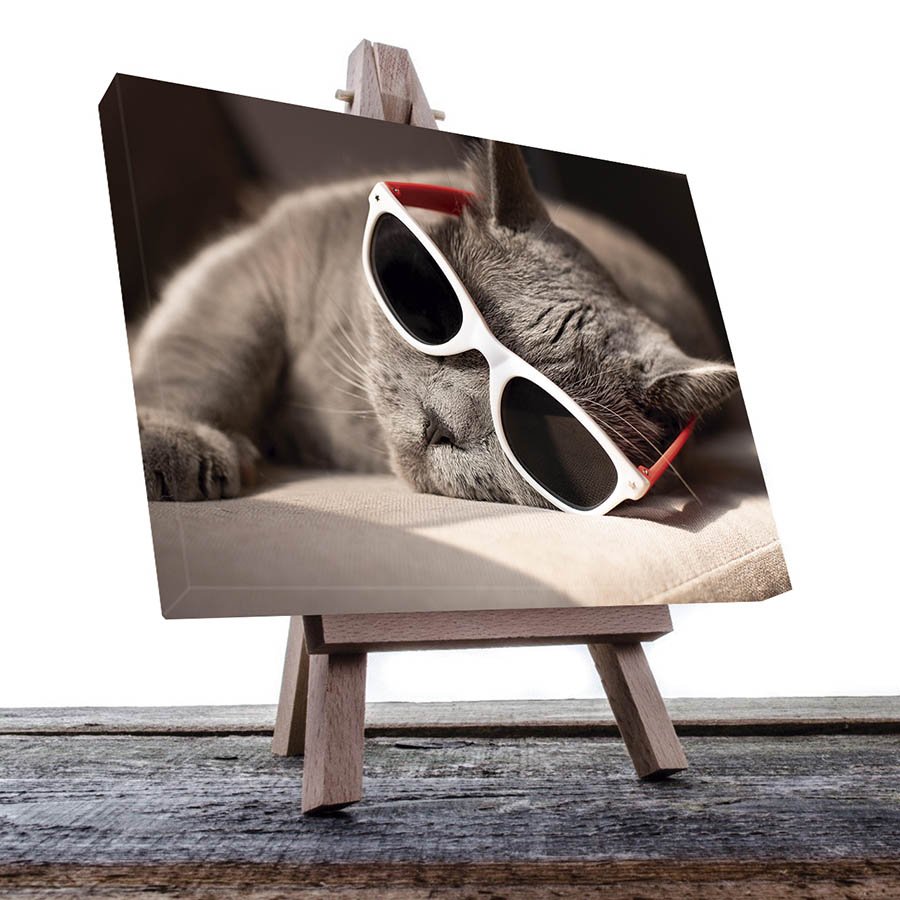 Cuadro Decorativo de Gato Gris con Lentes #36