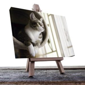 Cuadro Decorativo de Gato Gris con Blanco #39