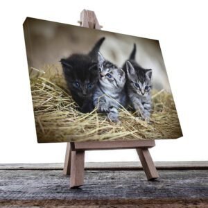 Cuadro Decorativo de Gatitos Grises y Negro #43