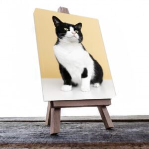 Cuadro Decorativo de Gato Blanco con Negro #501