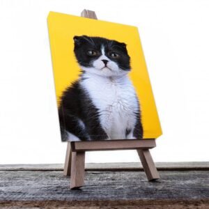 Cuadro Decorativo de Gato Negro con Blanco #503