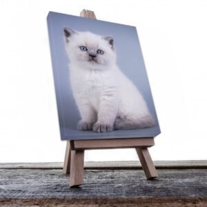 Cuadro Decorativo de Gato Blanco #507