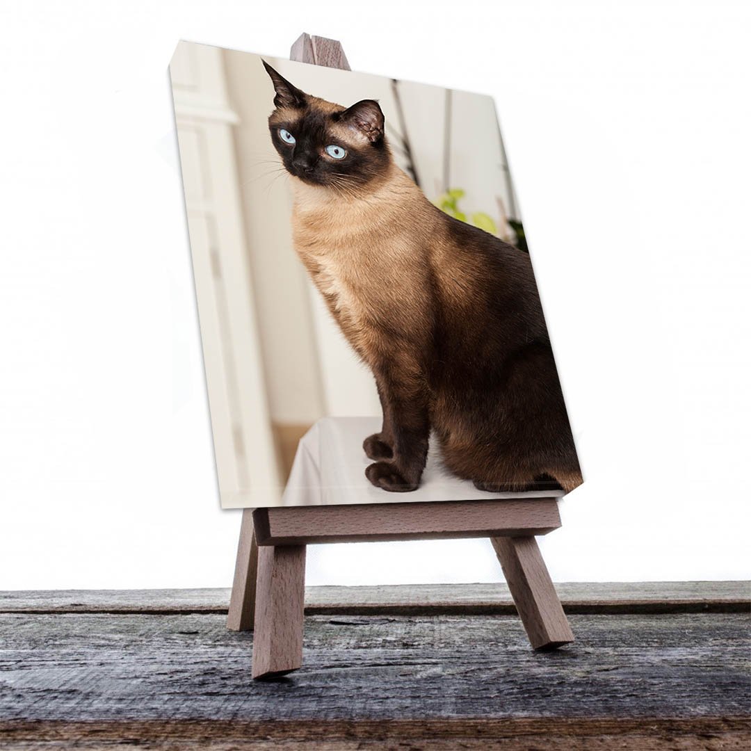 Cuadro Decorativo de Gato Siamés #519