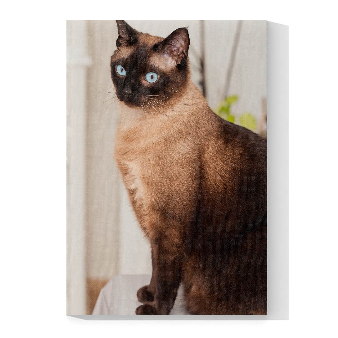 Cuadro Decorativo de Gato Siamés #519 - Imagen 4