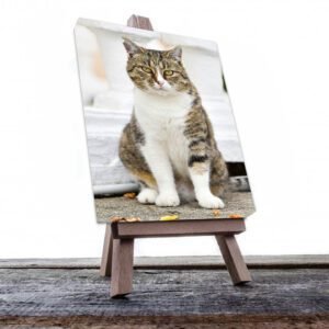 Cuadro Decorativo de Gato Atigrado con Blanco #520