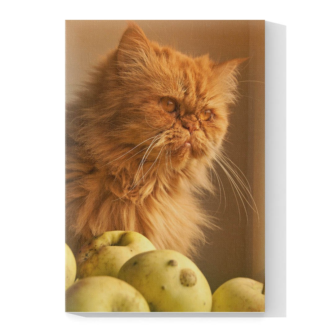 Cuadro Decorativo de Gato Persa #523 - Imagen 4