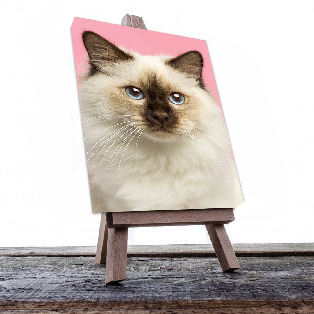 Cuadro Decorativo de Gato Siamés #524