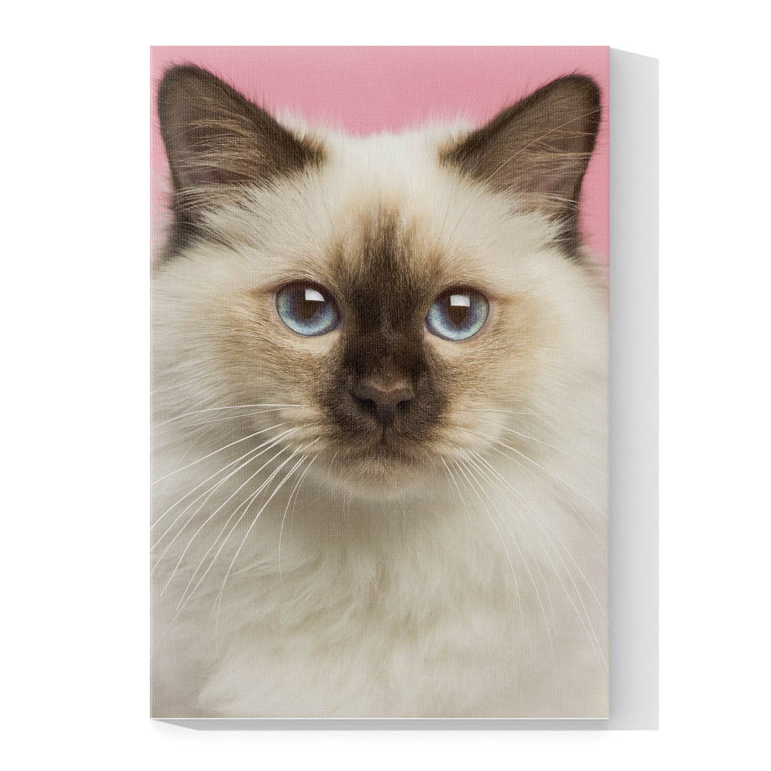 Cuadro Decorativo de Gato Siamés #524 - Imagen 4