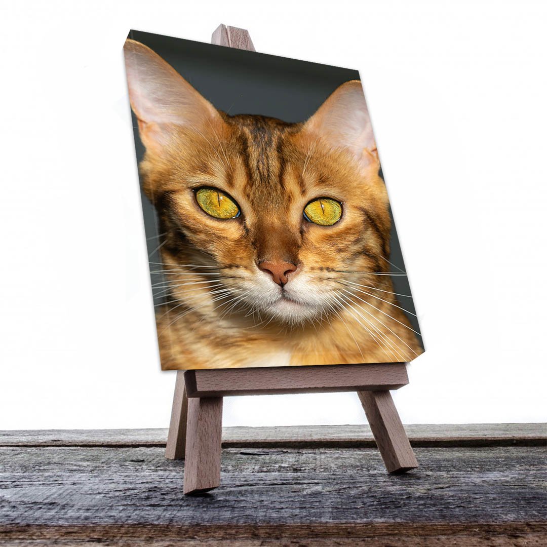 Cuadro Decorativo de Gato Café #526