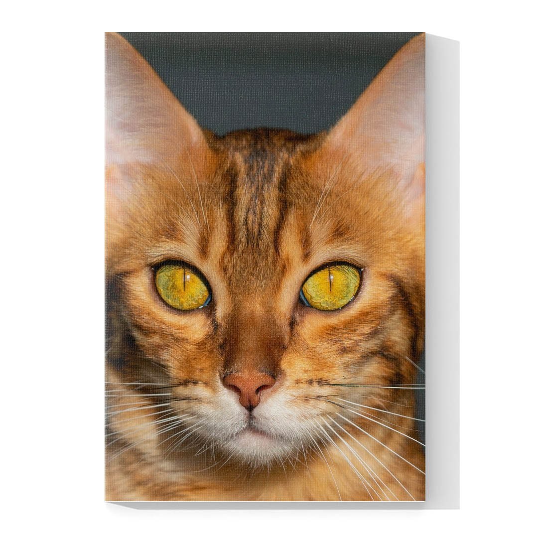 Cuadro Decorativo de Gato Café #526 - Imagen 4