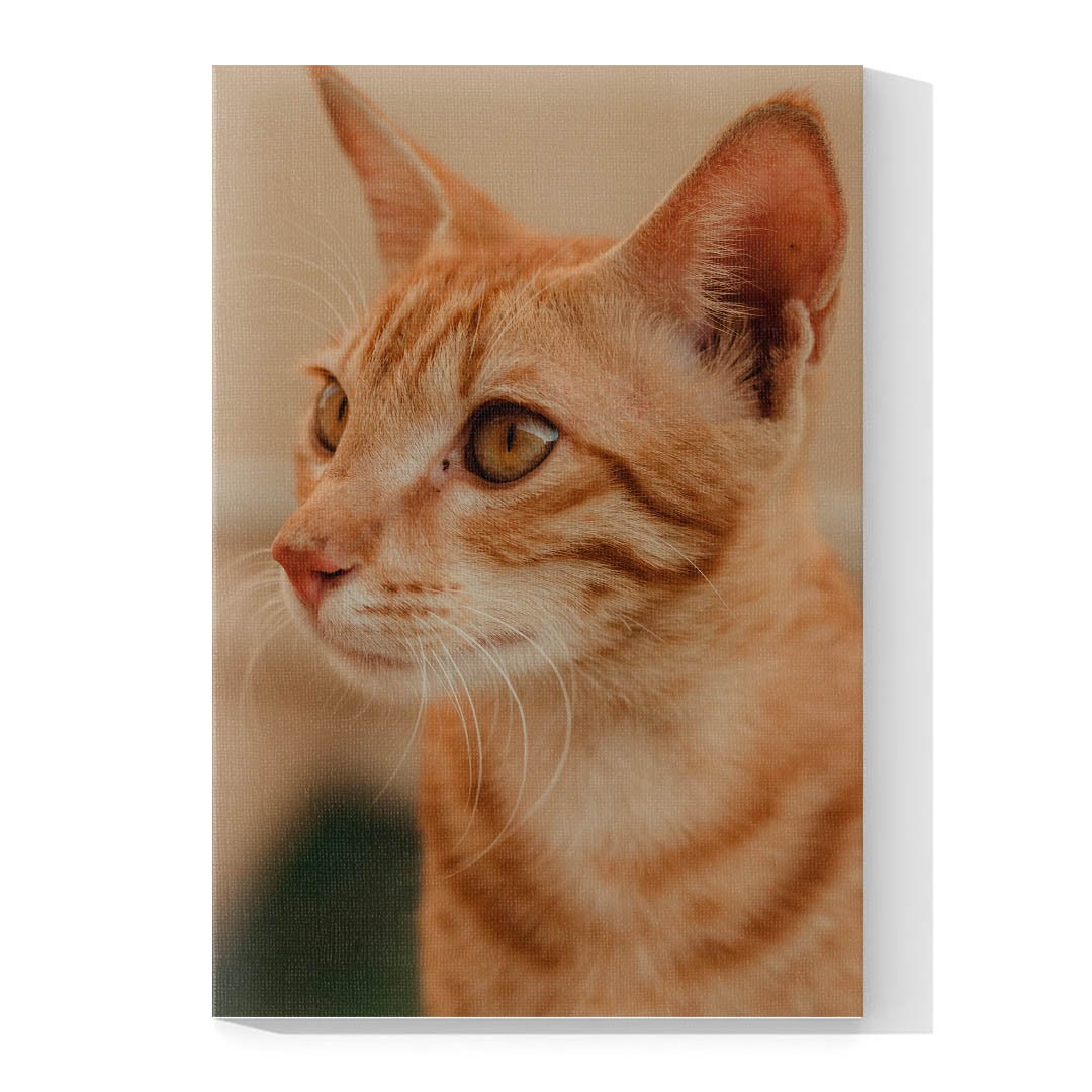 Cuadro Decorativo de Gato Atigrado Café Claro #532 - Imagen 4